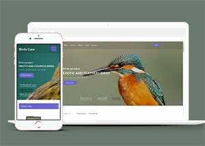 专业鸟类百科HTML网站模板 - 网创智汇