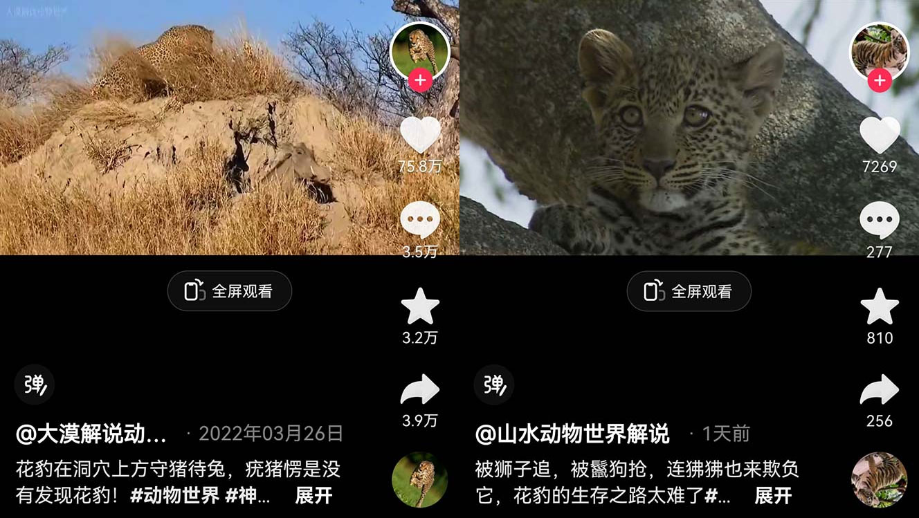 外面卖 1699 的国外纪录片解说：动物、美食、动画片解说，稳过中视频 - 网创智汇